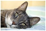 Coppell Veterinary Hospital - A full-Service Medical Facility for Cats and Dogs
