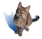 Coppell Veterinary Hospital - A full-Service Medical Facility for Cats and Dogs